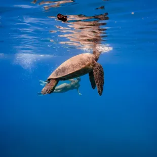 snorkeling in Waikiki, Honolulu - an unforgettable experience and one of the best fun activities to do in Hawaii!