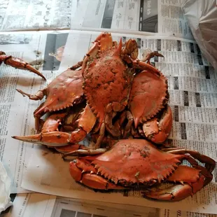 Excellent regular male crabs!!