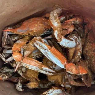 Medium males - a dozen and a half