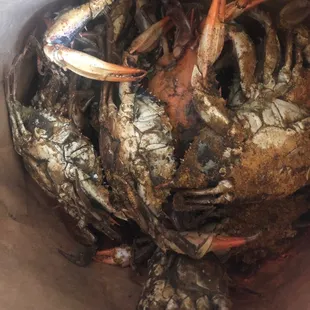 Mix female blue crab