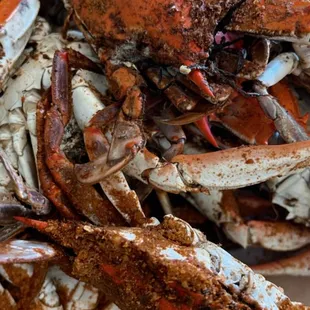 Male Crabs