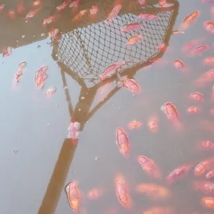 Hot boiled Crawfish!