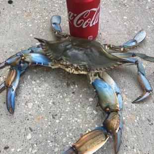 That&apos;s what I call a #1 Blue Crab.....