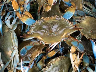 Westwego Shrimp Lot