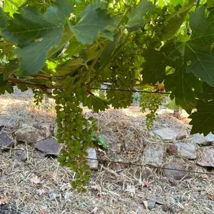 a bunch of grapes growing on the vine