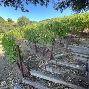 The walk down to the tasting area