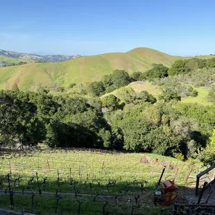 a view of a vineyard from the top of a hill