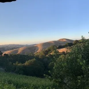 Panoramic view of the vineyard