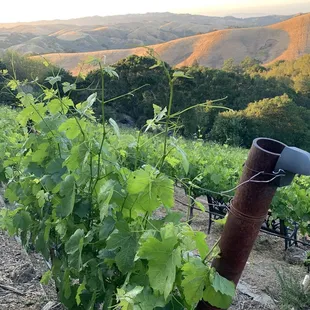Breathtaking views of the vineyard and hills in Moraga CA