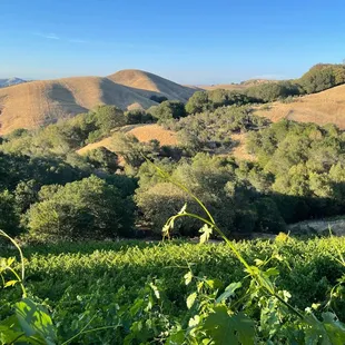 Captain Vineyards views.