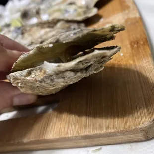 They're wide open doesn't even put an effort to close bad dead oyster