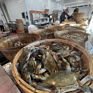 Maryland Blue Lobsters