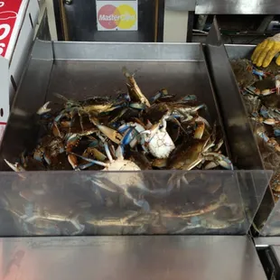 Live Crabs