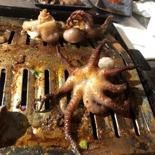 Baby Octopus