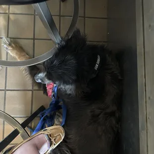Service dog tucked nicely under chair.