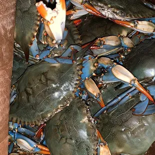 Female crabs