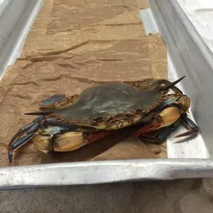 So fresh it just blinked!