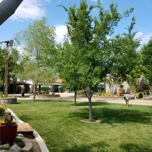a man playing frisbee in the yard