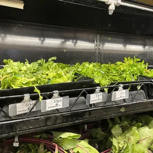 rows of lettuce and other vegetables