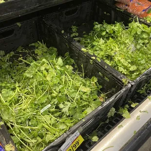 Terrible cilantro , tomatoes and onions.