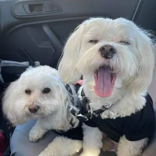 Molly &amp; Moe love CARE A H