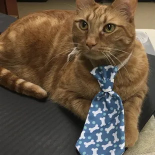 One of our clinic cats, "Ernie"