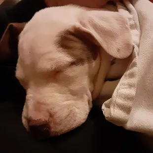 Remi's other Favorite spot.....asleep in My lap.