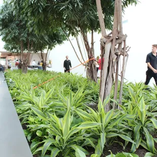 a group of people walking through a garden