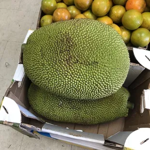 They have giant jackfruit