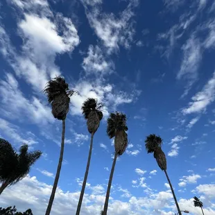 a group of palm trees against a blue sky