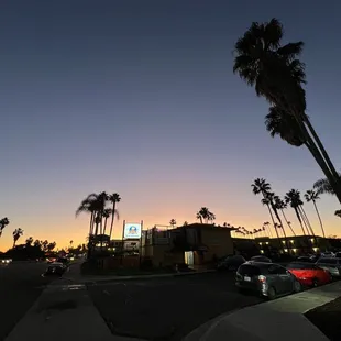 palm trees in a parking lot