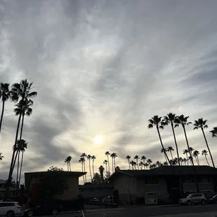 palm trees in a parking lot