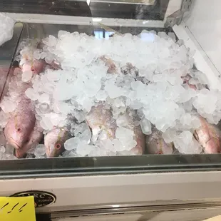 Fresh snapper (whenever available).