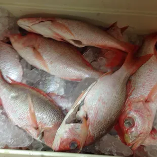 Red snapper