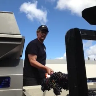 a man loading grapes onto a truck