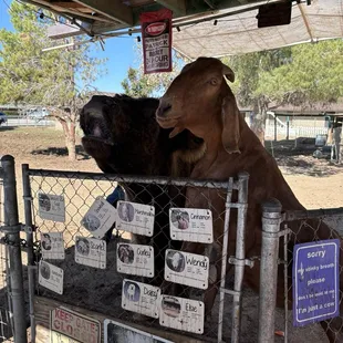 The steer and a goat waiting for their next carrot