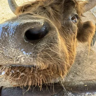 Friendly Cow or yak sniffing hungrily at the camera