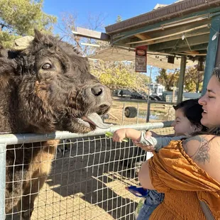 One of the cows at Carls