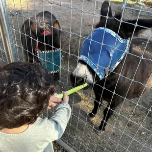 Some of the donkeys at Carl's