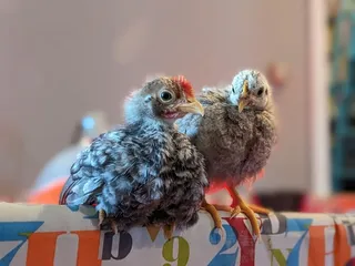AZ Silkies & Seramas Homestead & Hatchery