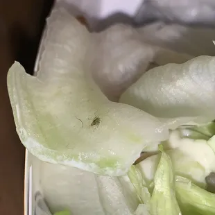 There is bugs in my food not ONE BUT TWO BURGERS!