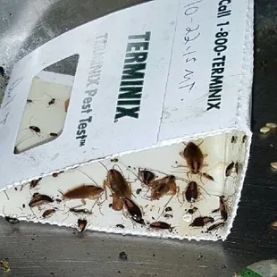 This is from their kitchen.   You've been warned people!!!