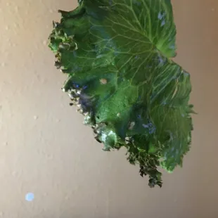 Would you eat this shit?
