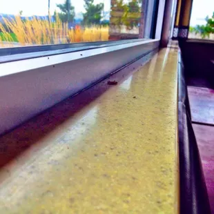 Dead bugs in the windowsills!