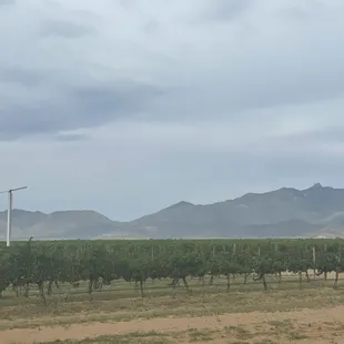 Vineyard view