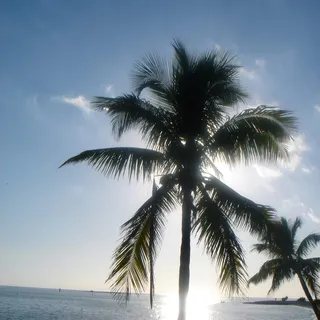 R M.