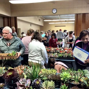 Carmichael Cactus and Succulent Society Show 2015