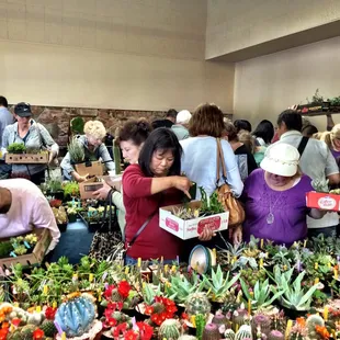 Carmichael Cactus and Succulent Society Show 2015