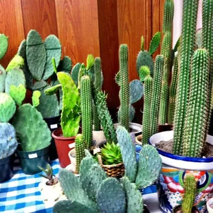 Norman's Sale Plants