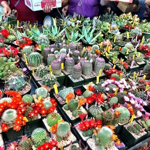 Carmichael Cactus and Succulent Society Show 2015